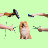 Dog Grooming & Hygiene